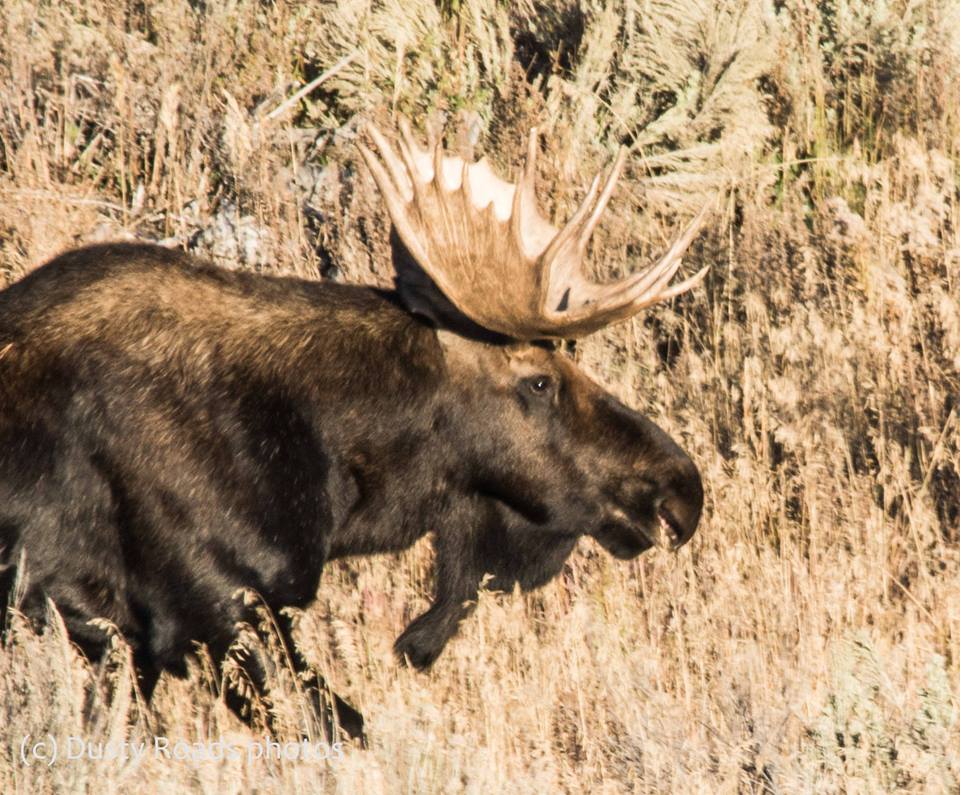 Bull Moose