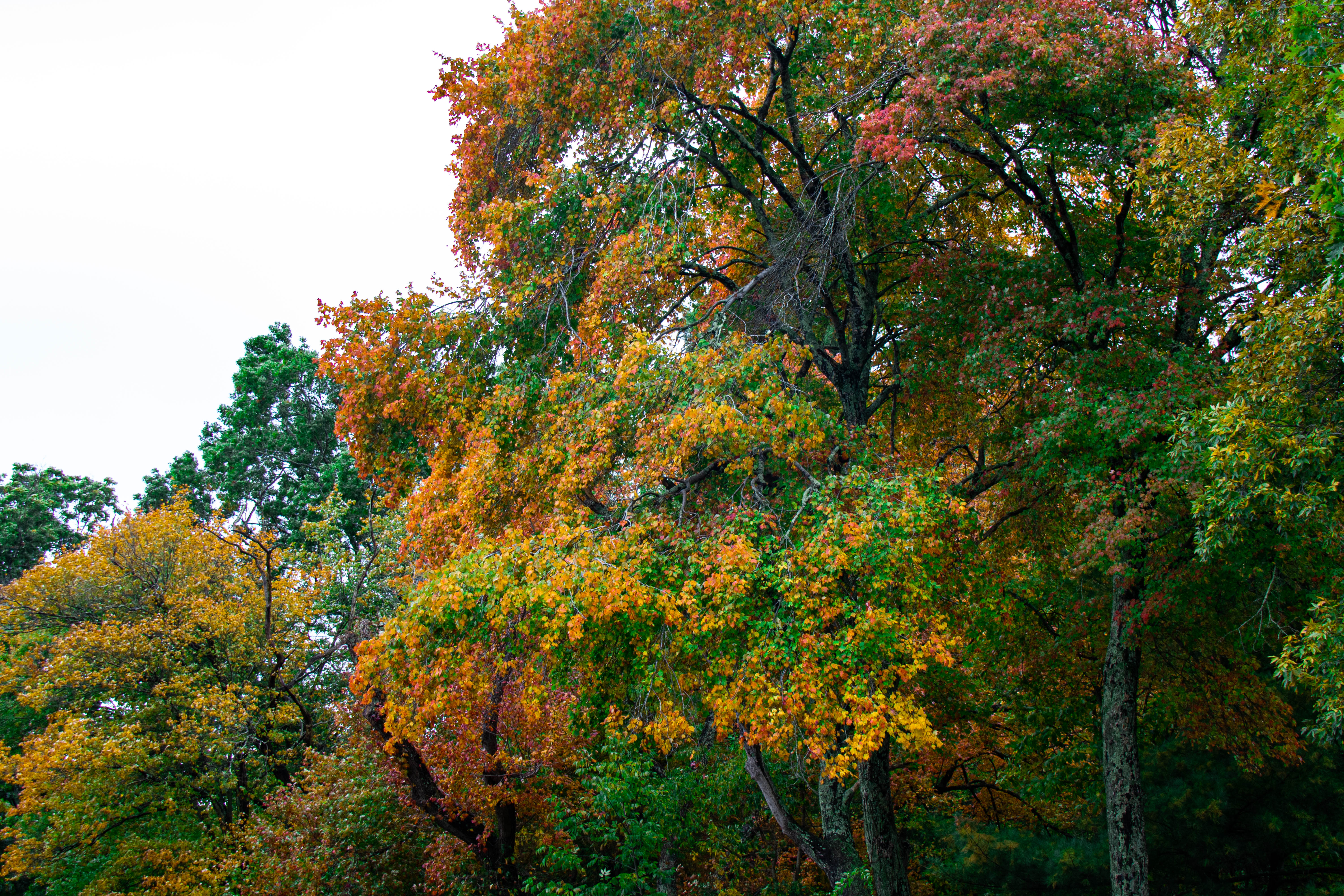 Fall colors