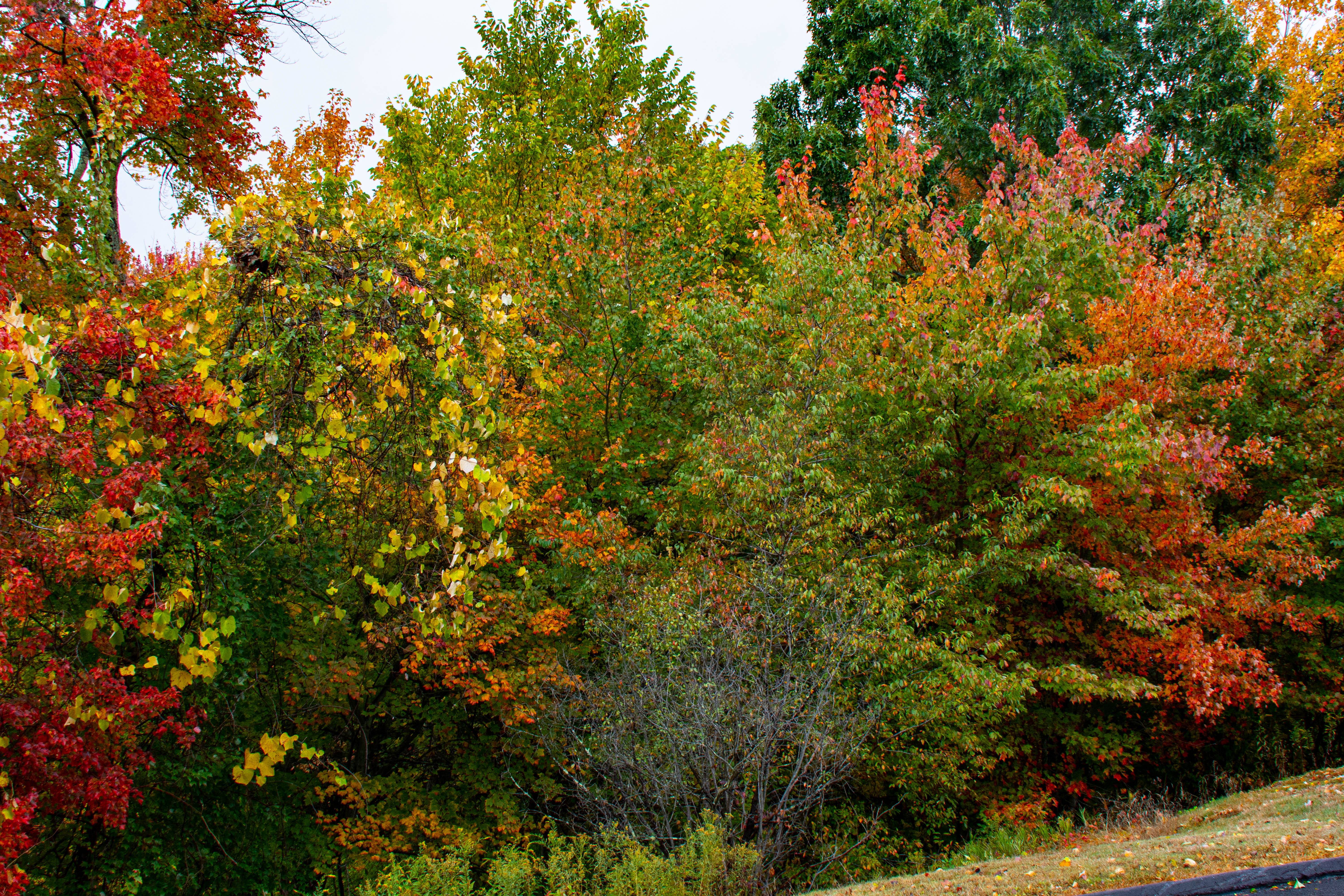 Fall foliage