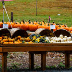 Pumpkins and gourds for sale