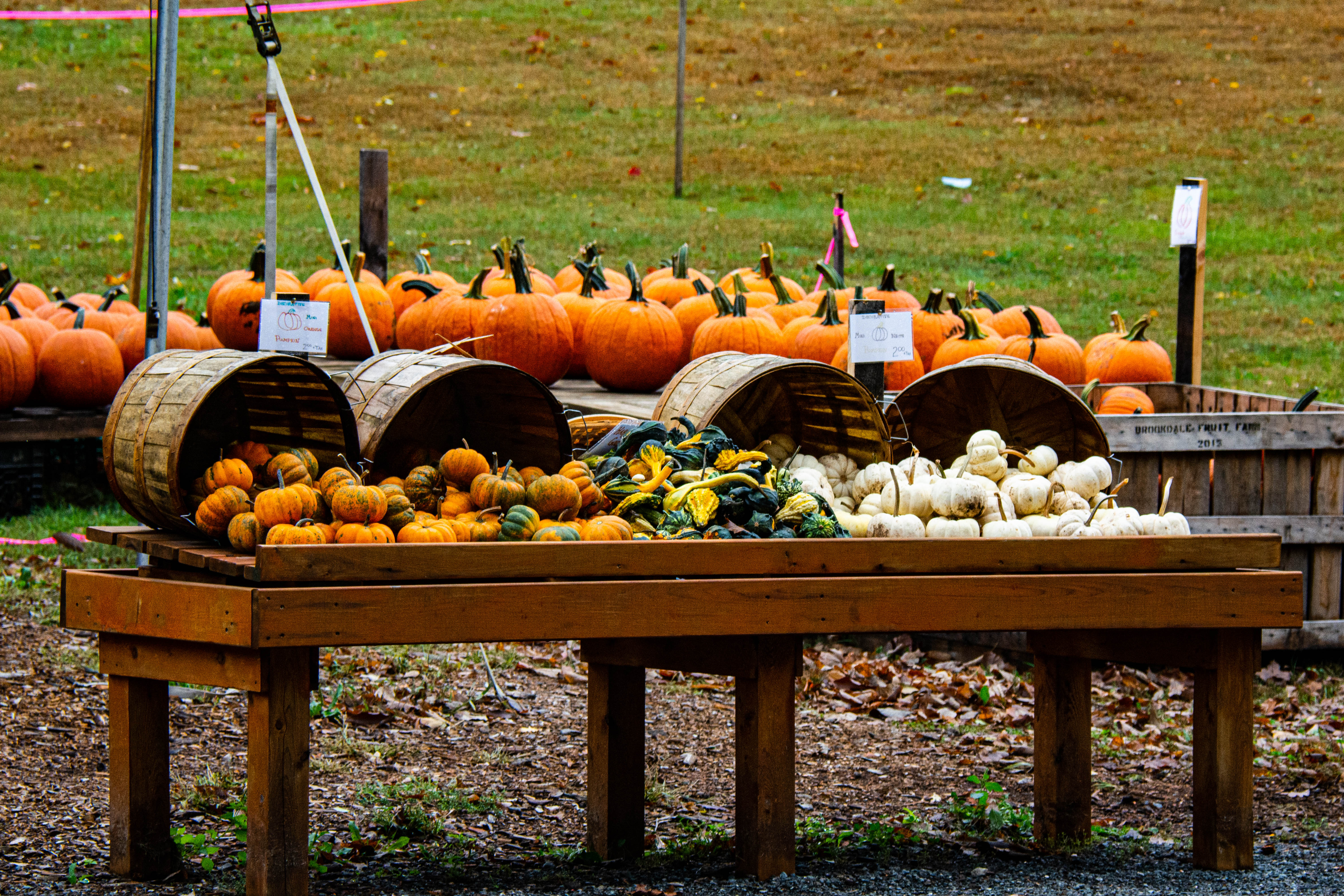 Pumpkins and gourds for sale