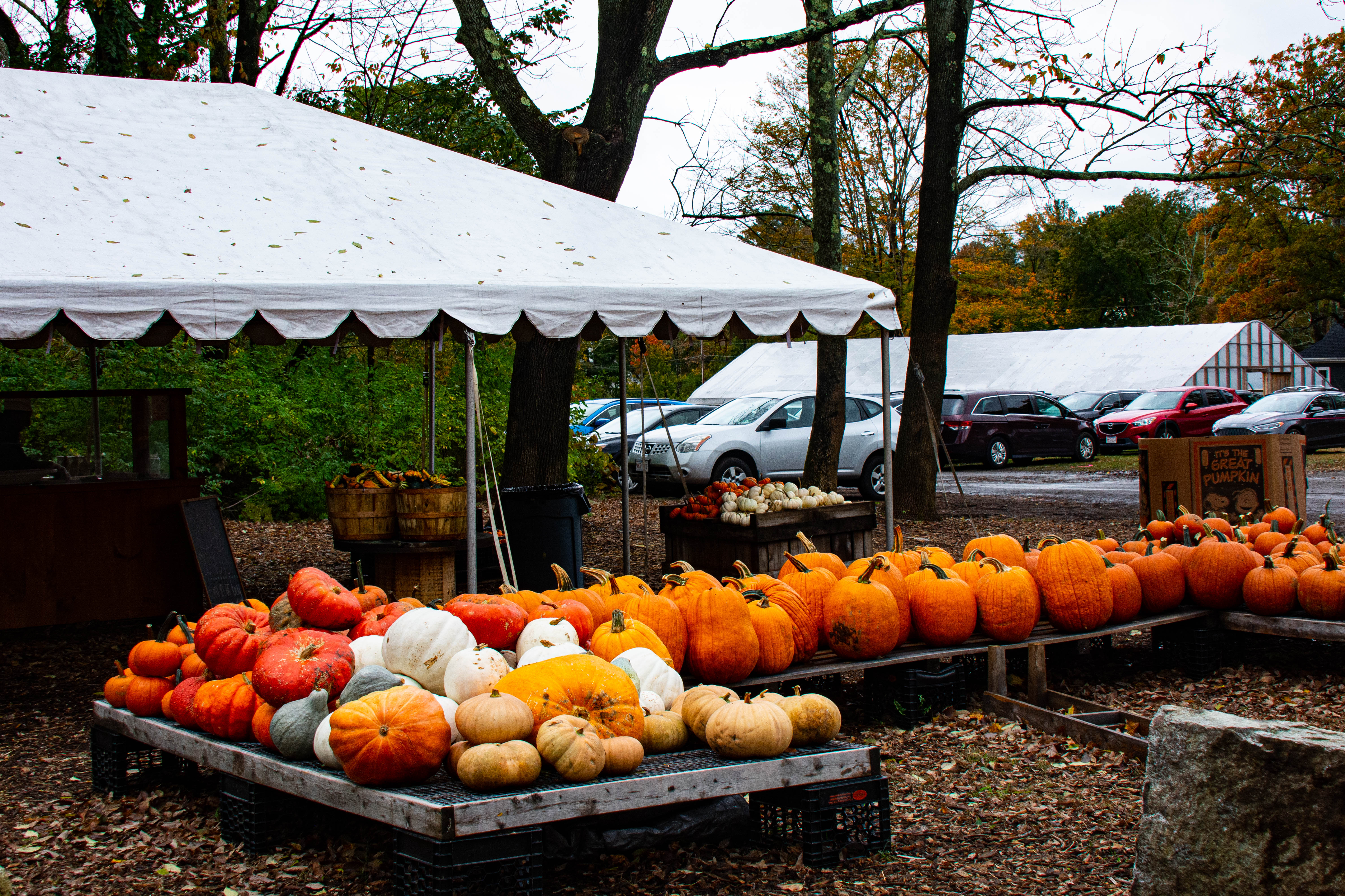 Pumpkins