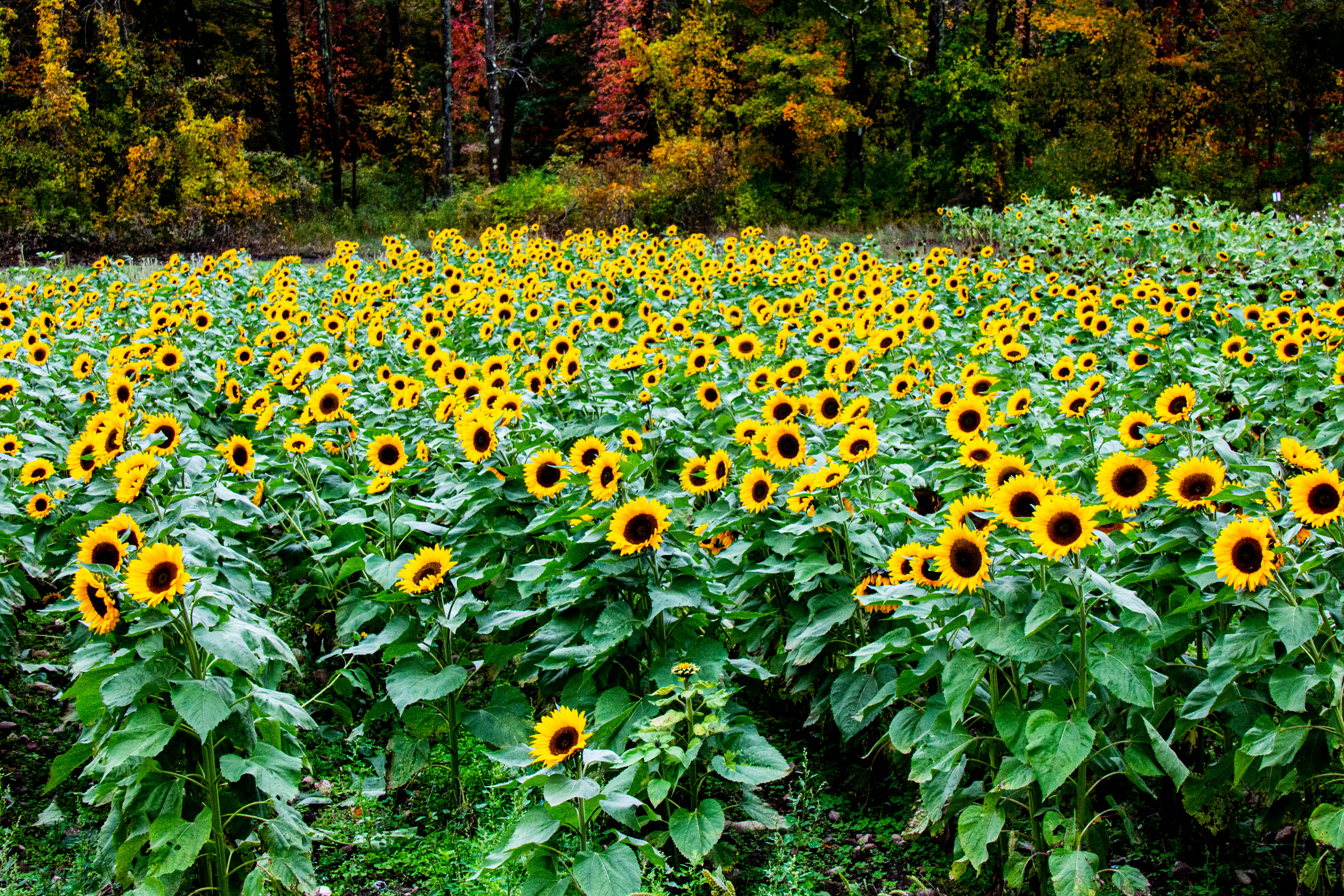 Sunflowers