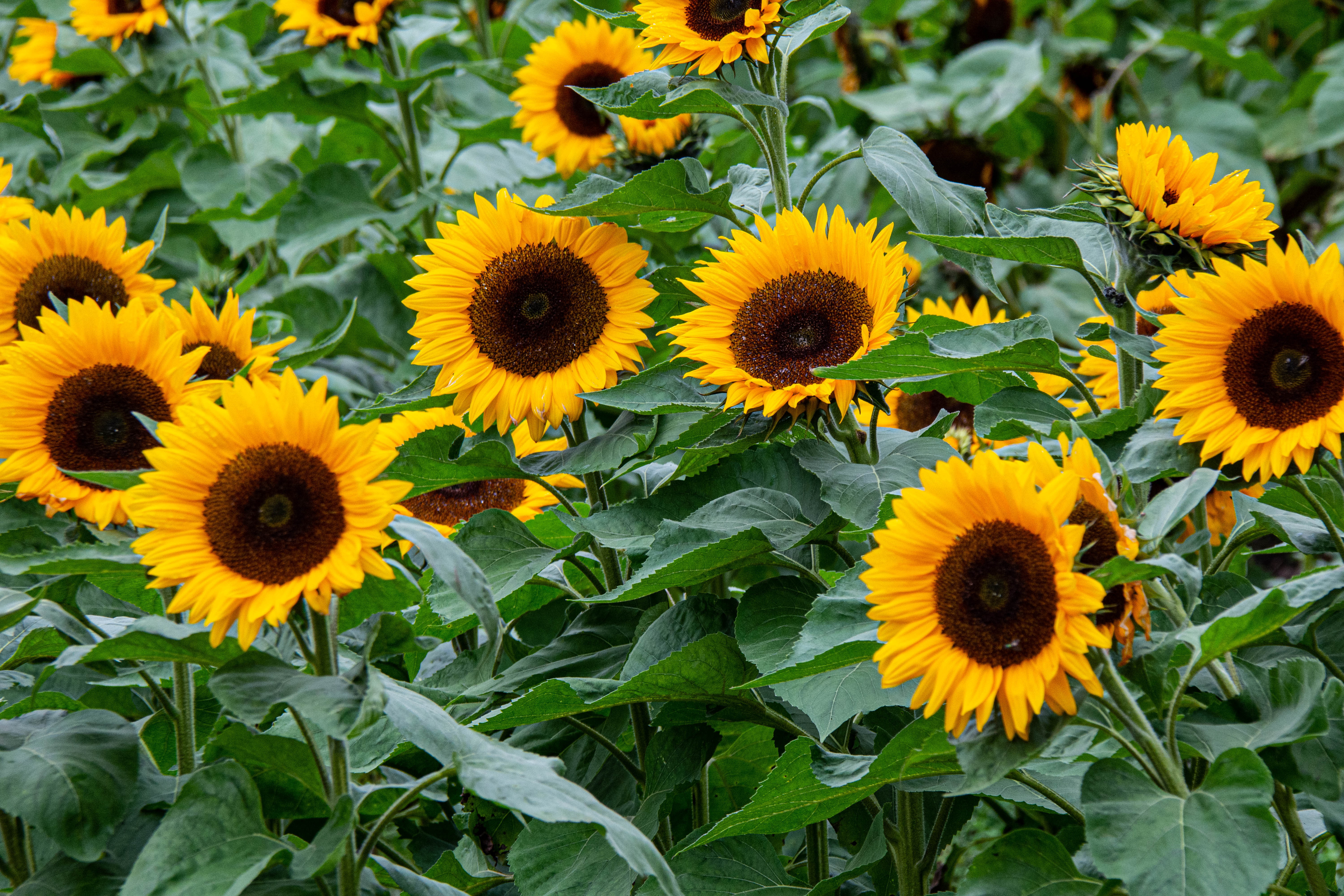 Happy Flowers