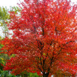 Red Tree