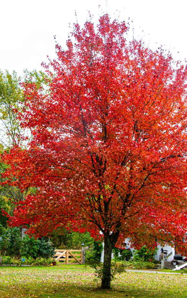  A single tree covered in bright red autumn leaves stands in a grassy yard, surrounded by green foliage and a wooden fence. The vivid red color contrasts sharply with the surrounding greenery, capturing the early beauty of fall in New England.