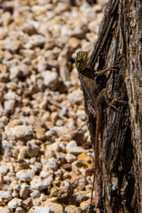 “Small brown lizard clinging to rough tree bark, blending into the wood above a gravel background.”