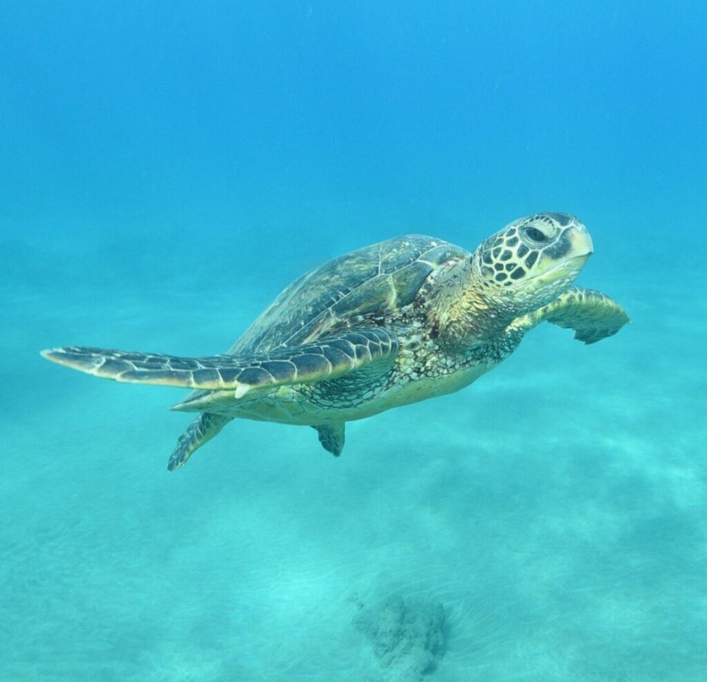 A sea turtle glides gracefully underwater through clear blue ocean, its green‑and‑brown patterned shell catching the light as it swims above a sandy sea floor.