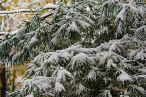 “Close‑up of evergreen branches lightly covered in fresh snow, with green needles visible beneath the white layer. Soft autumn colors from distant trees appear blurred in the background, showing the transition from fall to early winter.”