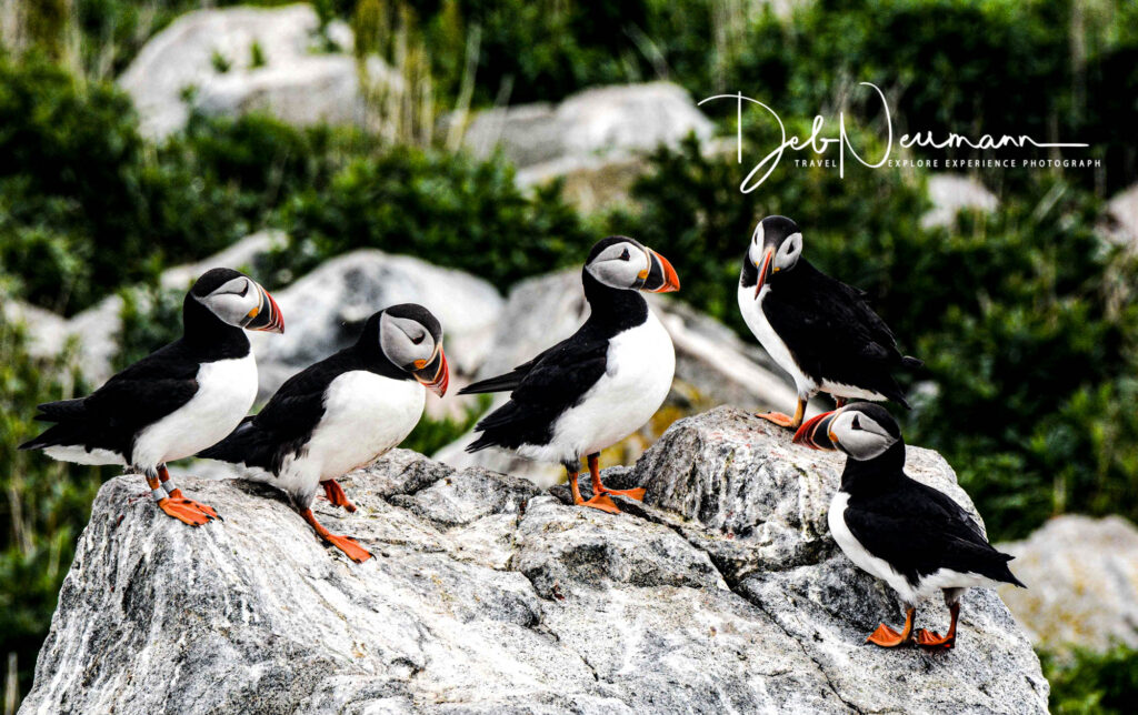 Five Atlantic puffins standing on rocky coastal terrain with green vegetation, photographed on Machias Seal Island by Deb Neumann.