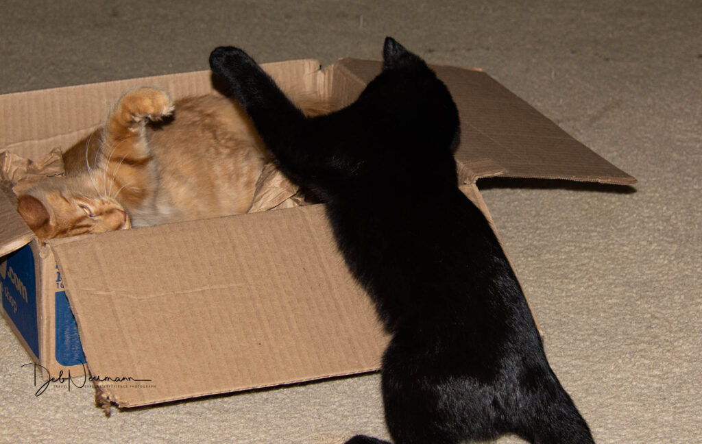 Two cats play with a cardboard box on a carpeted floor; an orange cat lies inside the box on its back while a black cat stands outside, reaching in with a paw.