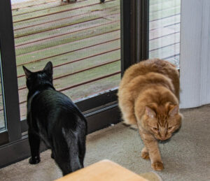 Black cat standing near a sliding glass door looking outside while an orange cat walks across the carpet toward the door in natural light.