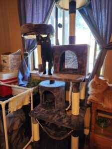 Banner and Balboa exploring the new cat tree 2023