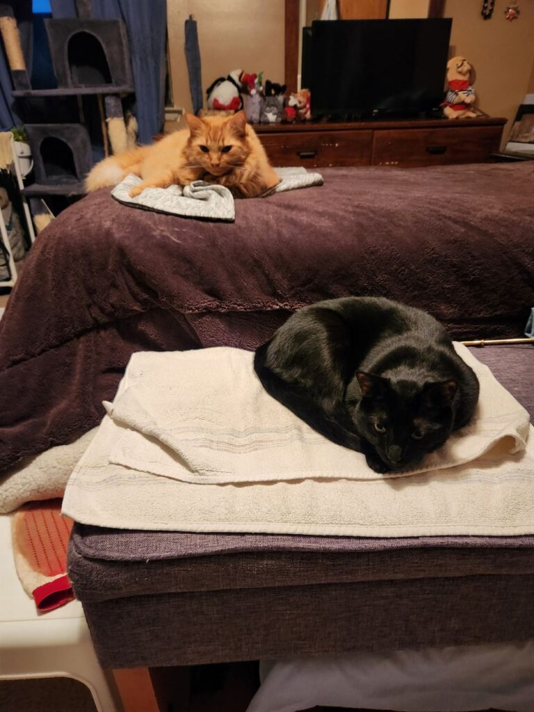 Banner and Balboa, the midnight gremlins, resting up for thier midnight shenanigans