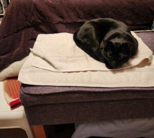 Balboa, appearing sleepy and sedated after medication, is curled up on a stack of folded towels placed on an upholstered ottoman. The black cat is resting indoors under soft lighting, illustrating Balboa's groggy state before leaving for the veterinary visit.