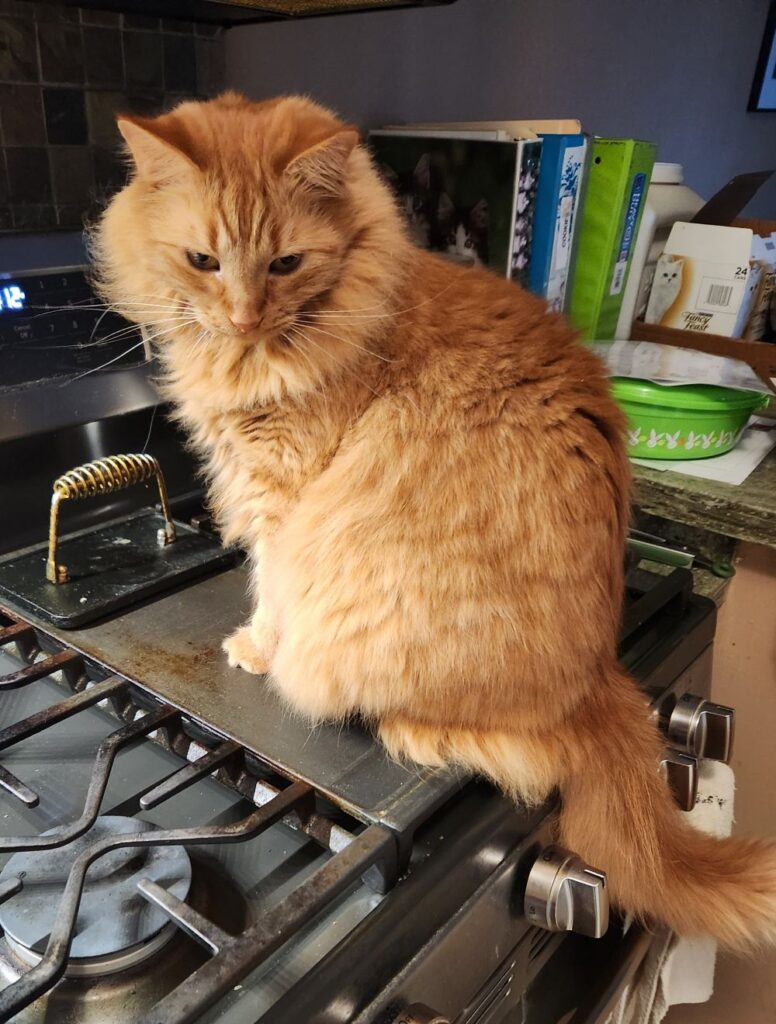 A fluffy orange cat sits on top of a kitchen stove, surrounded by countertop items, looking relaxed and slightly alert as he prepares to “anchor” from the kitchen.