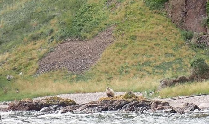 Fiona Britian's lonliest cheep trapped at the base of her cliff