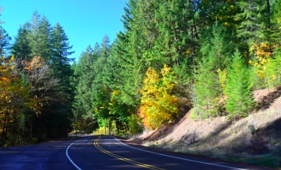 A winding paved road curving through a forest of evergreens and autumn-colored trees under a bright blue sky.”