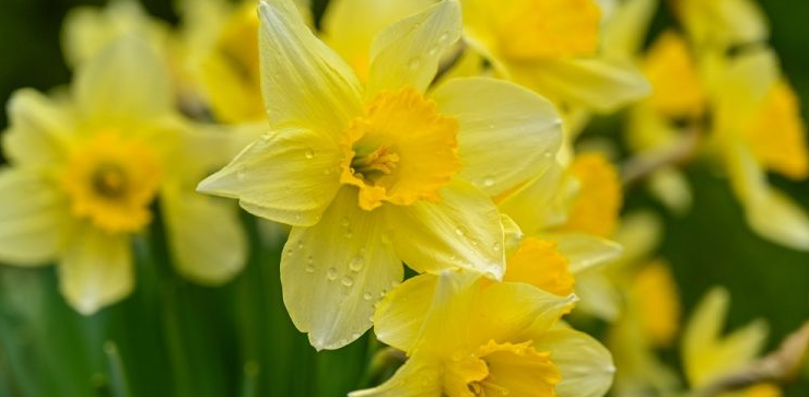 "In a world lost in delusion, a single daffodil quietly announces the arrival of spring." — Unknown