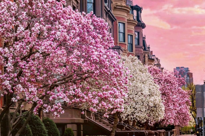 Boston's cherry blossoms with those lovely brownstones in the background
