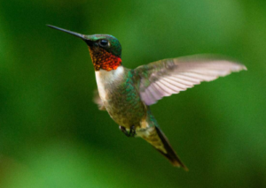 Male Ruby Throasted hummingbirds have a brilliant iridescent red throat that looks dark when it’s not in good light.