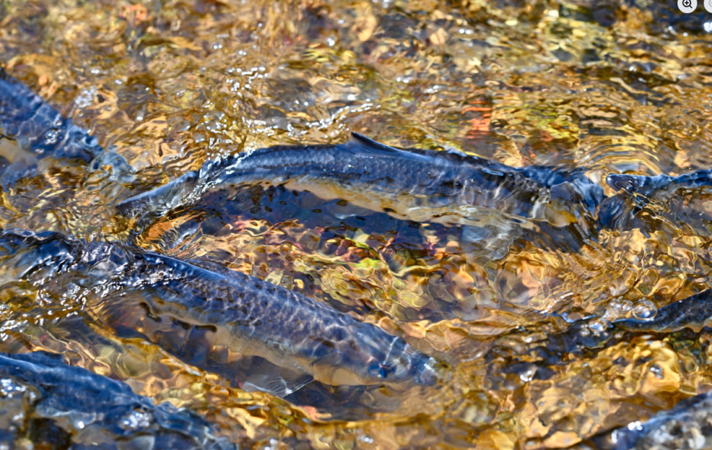 “Close‑up of river herring packed together as they swim upstream through shallow, rippling water during the Massachusetts herring run.”