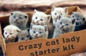 Long live the Cat Ladies.
Endorsed by the Feline Nap Authority.