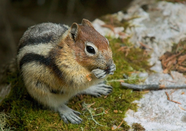 Canadian chipmunk from Banf . Canada