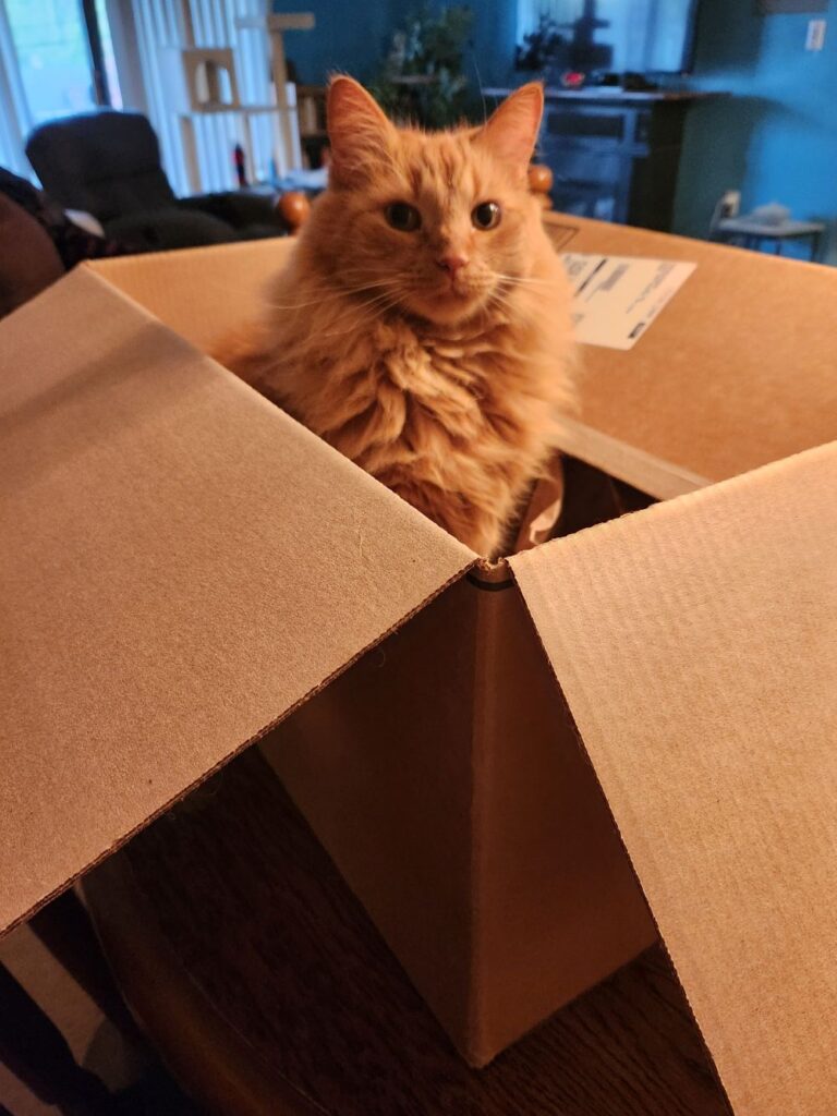 Banner sitting proudly in the cardboard box, blissfully unaware he’s about to spark a feline power struggle