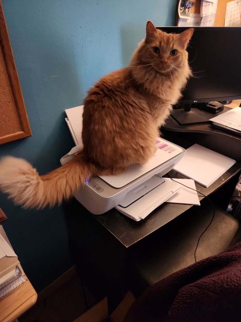 Fluffy orange cat sitting on top of a home office printer, looking toward the camera, with a blue wall, corkboard, and computer monitor in the background.