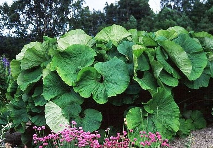 Wild Rhubarb gowing a a profusion of leaves and begging to make into a pie. A beautiful memory from my childhood