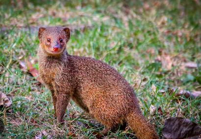 The mongoose may be cute but he is an invasice species in Hawaii