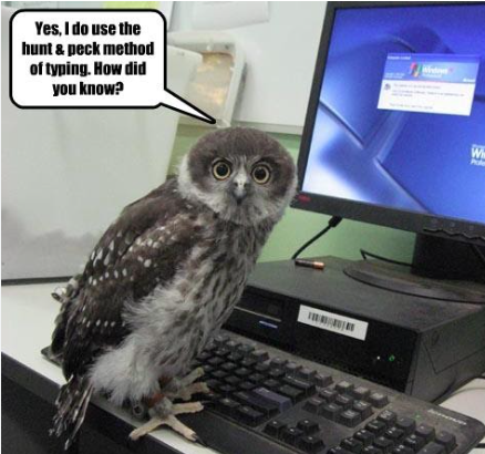 Owl on a computer keyboard humorously admitting to hunt‑and‑peck typing, perfect visual for a post about typing mishaps.
