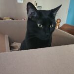 A black cat sits inside an open cardboard box, looking slightly downward and to the side. The box flaps are visible around the cat, and a wooden bedpost and blue wall appear in the background.