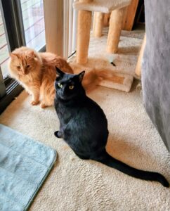 Two cats sit together on a carpet near a glass door, the orange cat upright and the black cat lounging beside him, both looking like they’re deep in important “cat business.”