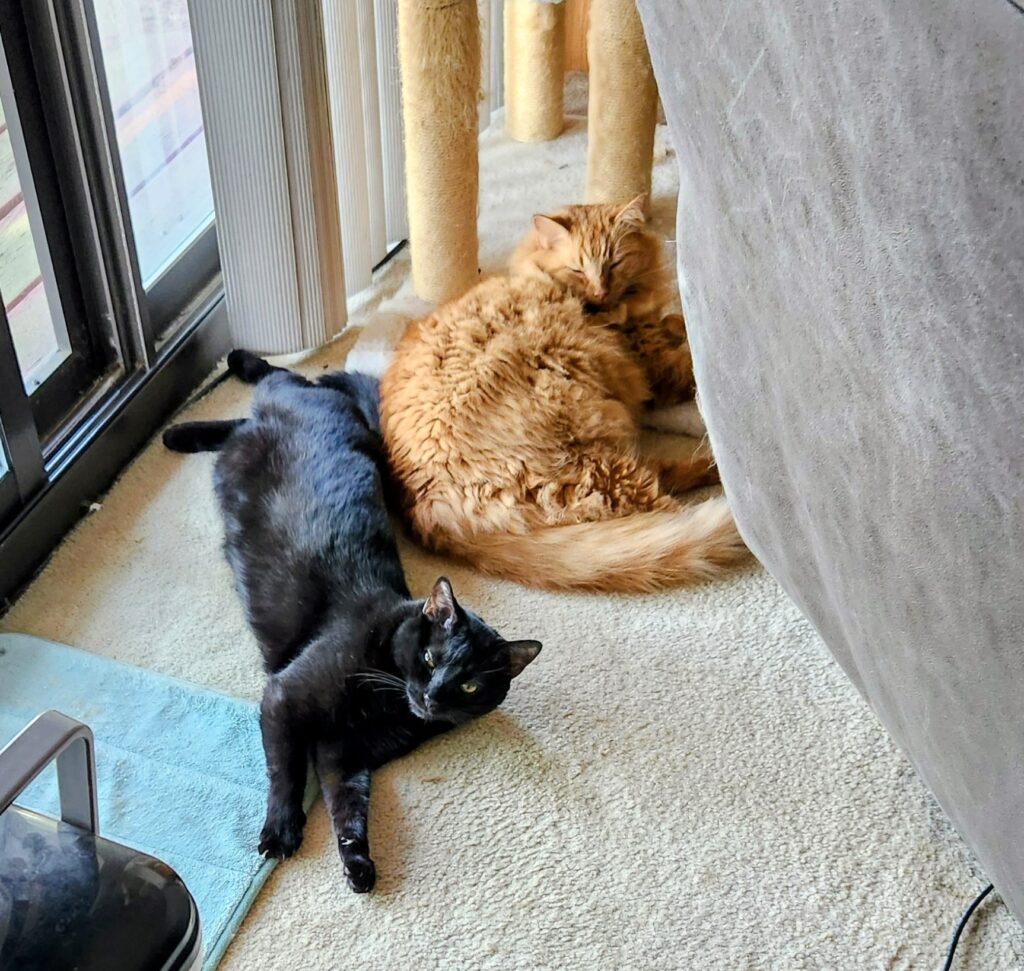 Two cats rest together on a carpeted floor near a window. A black cat is stretched out on its side, and an orange cat is curled up beside it. Soft natural light from the window creates a calm, cozy scene with a cat tree in the background.