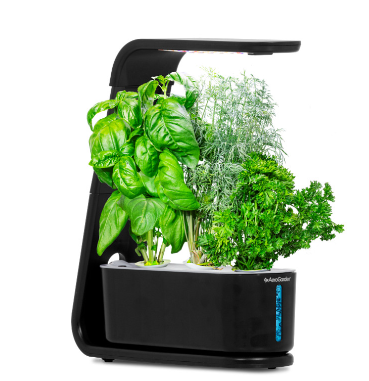 The "Sprout" AeroGarden with lush edible greens, romaine, parsley and dill