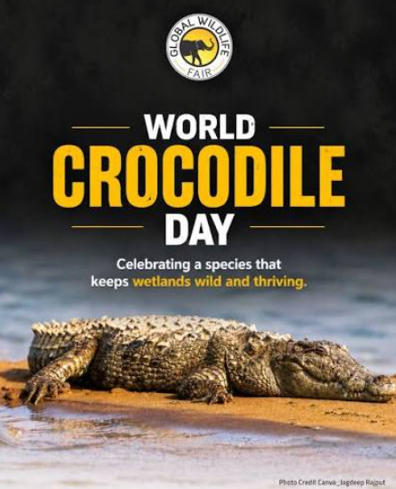 Crocodile resting on a riverbank, highlighting the species for World Crocodile Day and its role in wetland ecosystems.