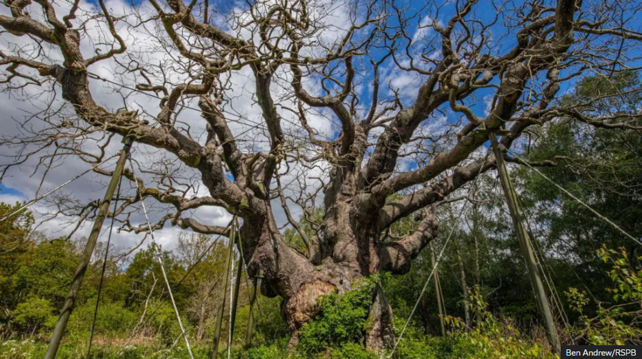 Old Major, the ancient Sherwood Forest oak, standing leafless with metal supports holding up its massive, hollowed branches against a cloudy sky