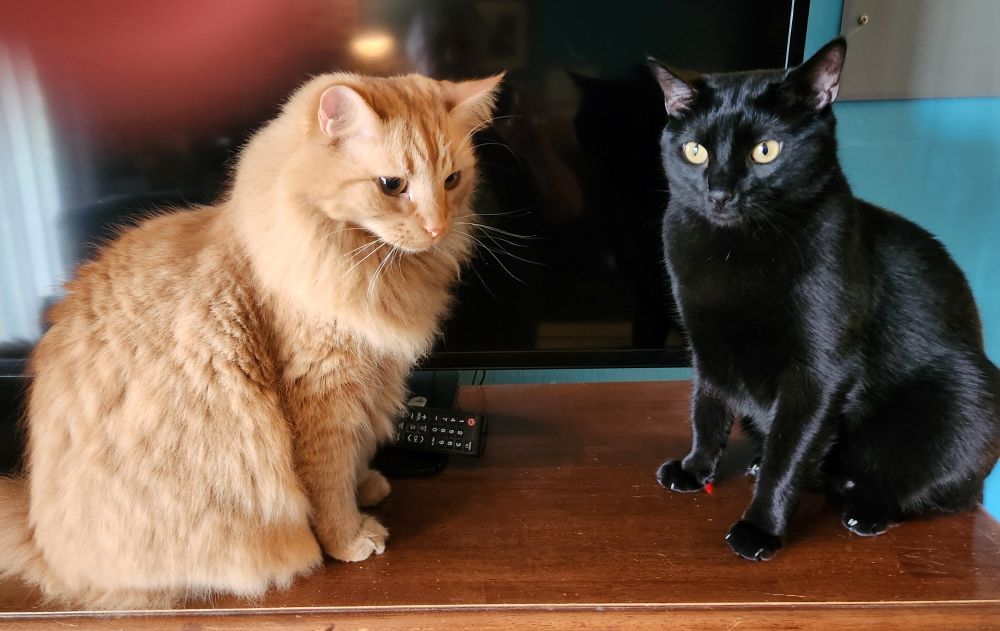 Banner and Balboa perched in front of the TV, one orange and fluffy, one black and sleek, looking like feline news anchors.