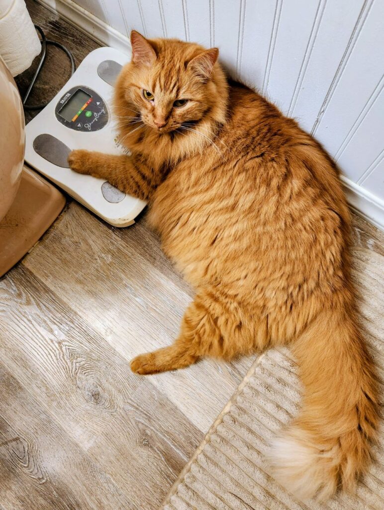 Orange tabby cat lying on the floor with one paw resting on a digital bathroom scale.