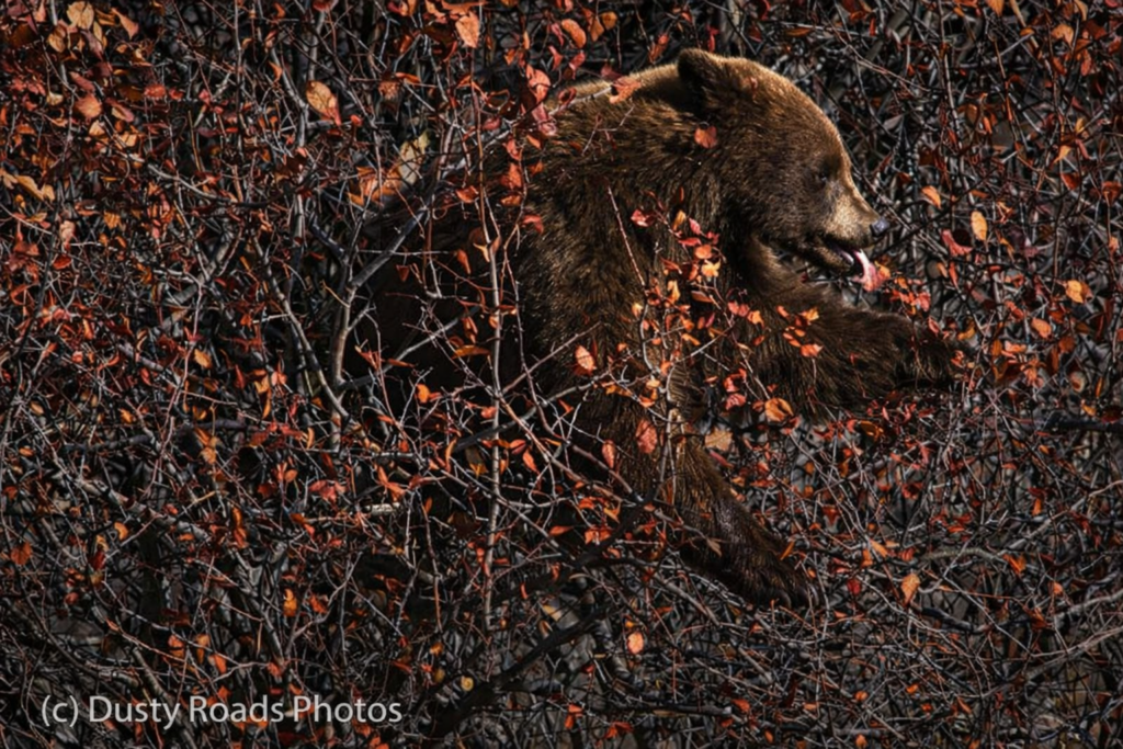 A large brown bear moves through dense autumn foliage, its head visible among branches covered in bright orange leaves.
