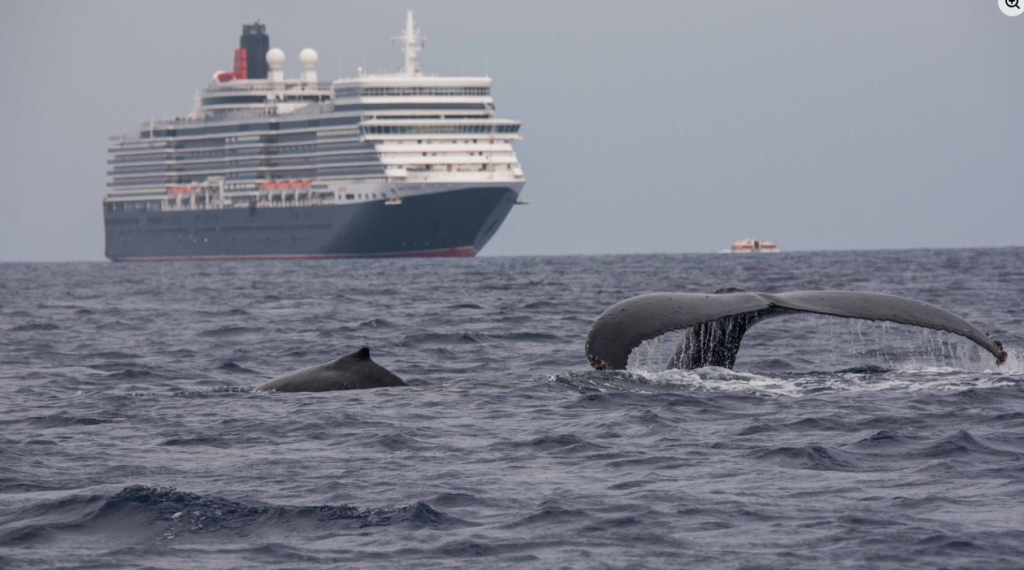 wo whales surface in open water, one lifting its tail as it dives, with a large cruise ship and a smaller boat in the distance.