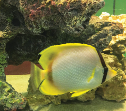 A brightly colored tropical fish with a white body, yellow fins, and bold black stripes swims near a textured coral-covered rock inside an aquarium.