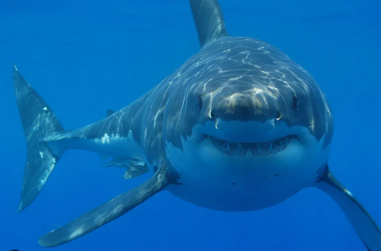 A great white shark swims directly toward the camera in clear blue water, its pointed snout, large body, and visible teeth illuminated by shimmering light patterns from the surface.