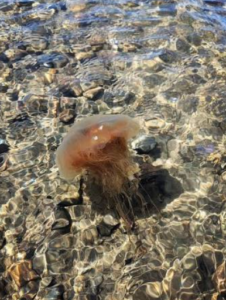 A translucent jellyfish with a soft pink bell floats in shallow, clear water. Sunlight creates rippling patterns on the sandy, pebble‑covered bottom, and long thin tentacles trail gently beneath the jellyfish.