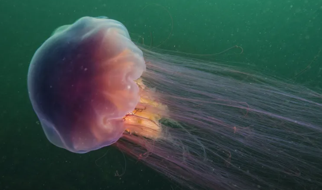 A large jellyfish with a purple‑pink bell drifts through green murky water, its long translucent tentacles trailing behind it.