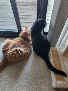 Banner and Balboa sitting shoulder‑to‑shoulder at the sliding door, peacefully watching the summer yard together.
