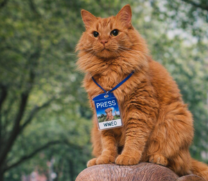  Fluffy orange cat sitting outdoors wearing a blue lanyard with a press badge labeled “PRESS” and “WMEO.”