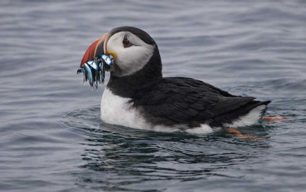 A small Atlantic puffin floating on calm gray-blue ocean water, holding several silver fish crosswise in its colorful beak.